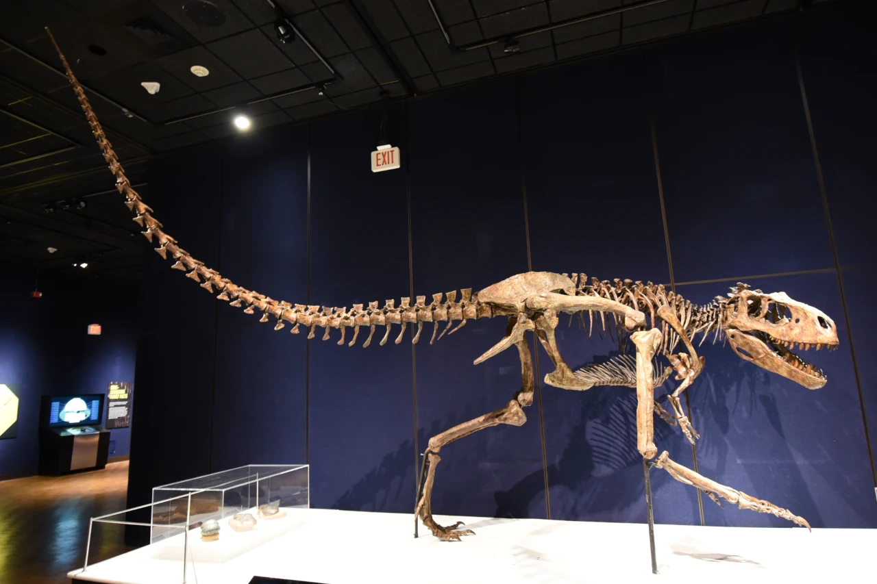 Calco scheletrico del sarcofago di Albertosaurus esposto al Milwaukee Public Museum. Fa parte della mostra itinerante "Tyrannosaurs: Meet the Family" (Tirannosauri: alla scoperta della famiglia), realizzata dall'Australian Museum.