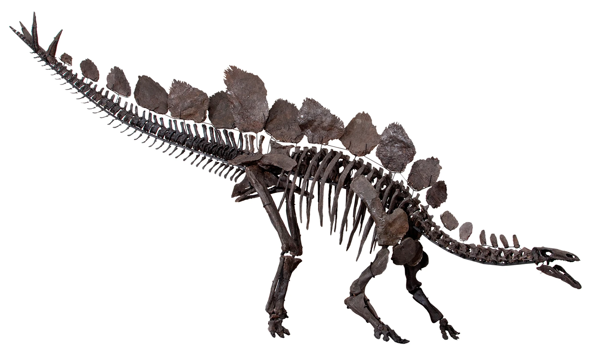 Scheletro di Stegosaurus stenops esemplare NHMUK PV R36730, "Sophie"/"Sarah"
