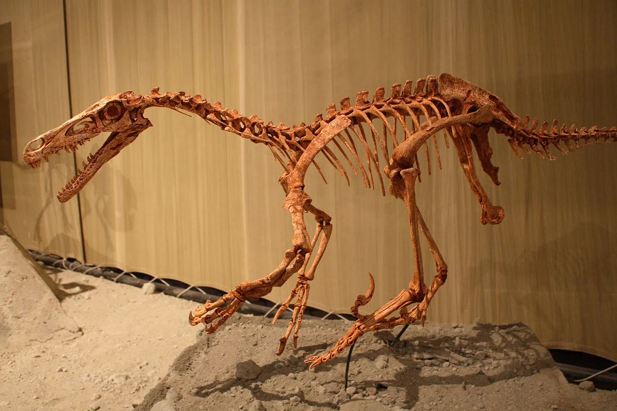 Scheletro di V. mongoliensis