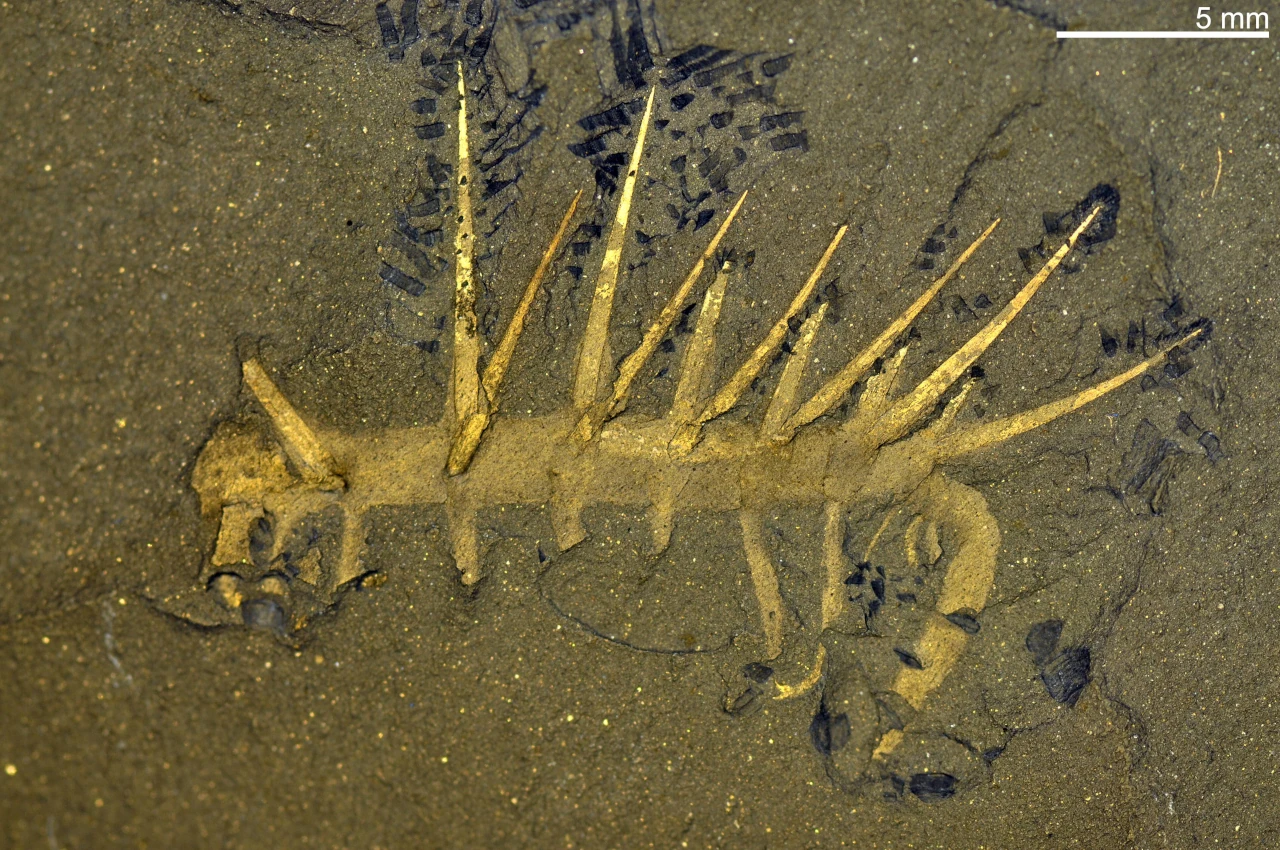 Fossile di Hallucigenia sparsa