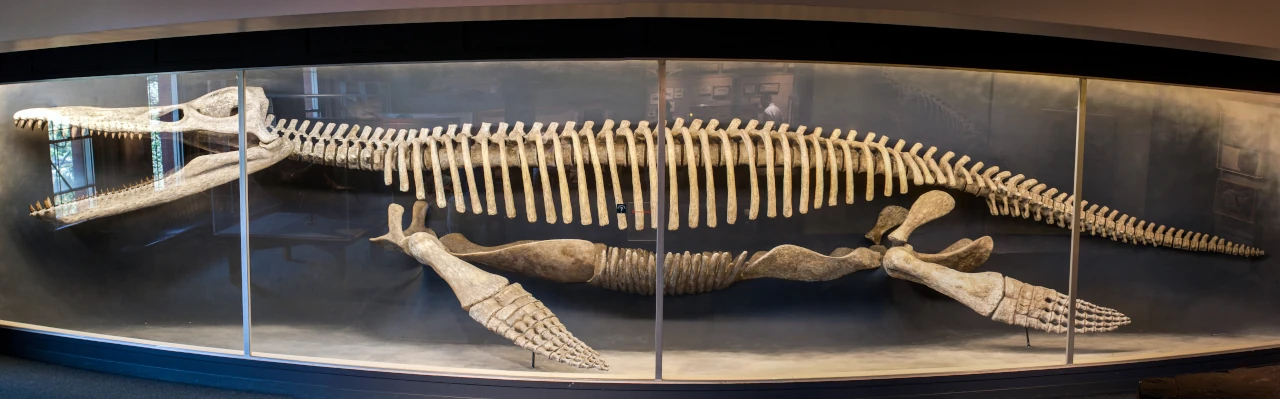 MCZ 1285, lo scheletro di Harvard storicamente attribuito a Kronosaurus, a volte soprannominato "Plasterosaurus". Questo esemplare sarebbe stato ricostruito con troppe vertebre e con proporzioni craniche errate.