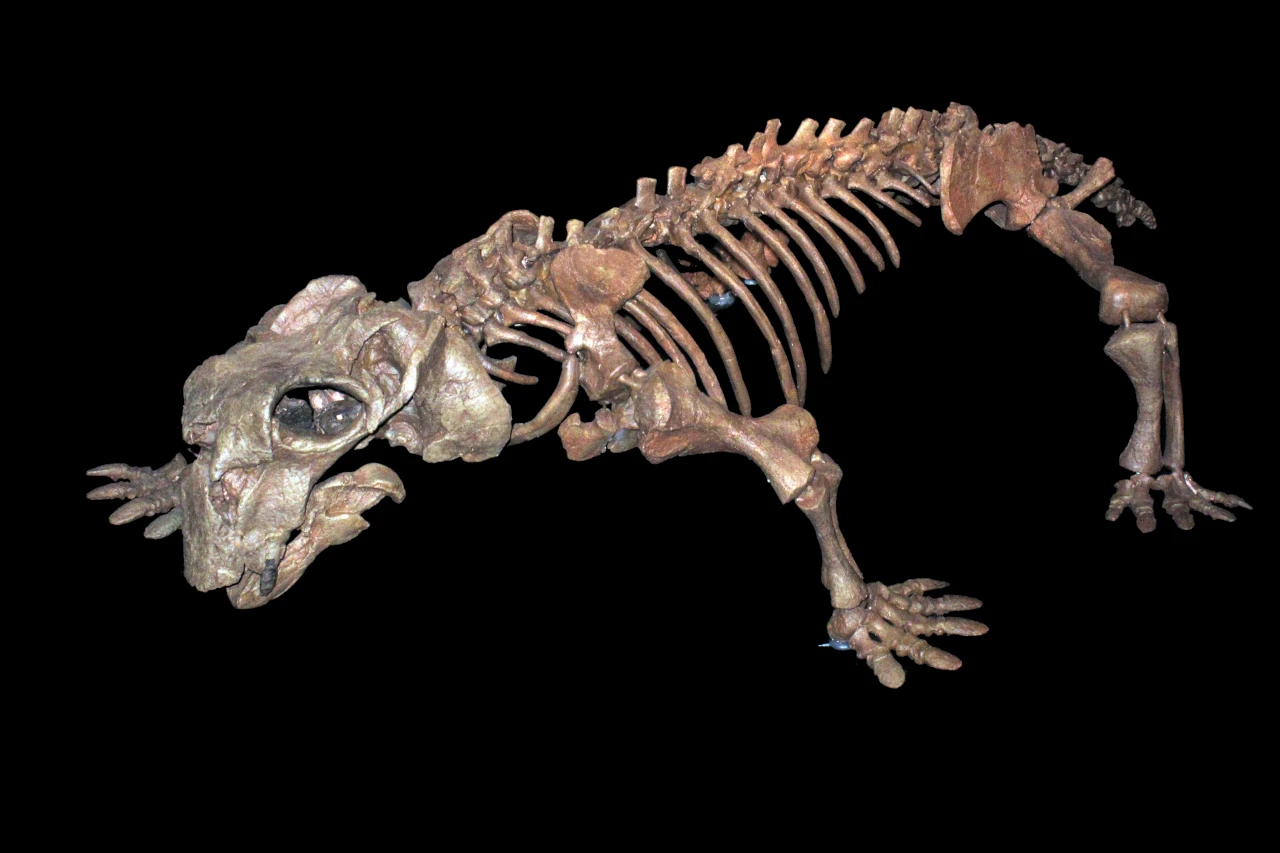 Scheletro di un Lystrosaurus fossile. Esposto al museo di storia naturale di Zurigo.