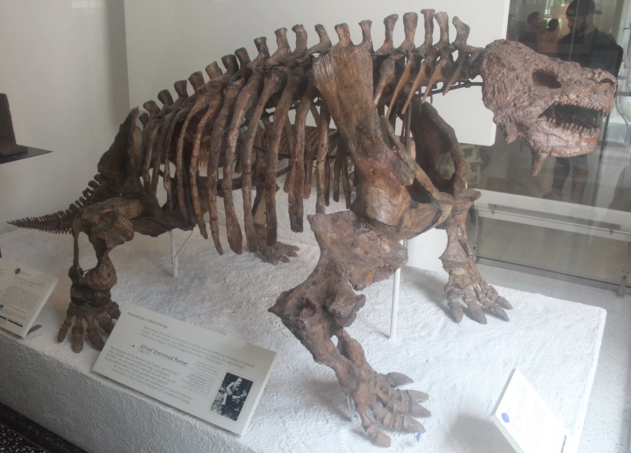 Scheletro di Scutosaurus karpinskii(AMNH 5148) esposto all'American Museum of Natural History.