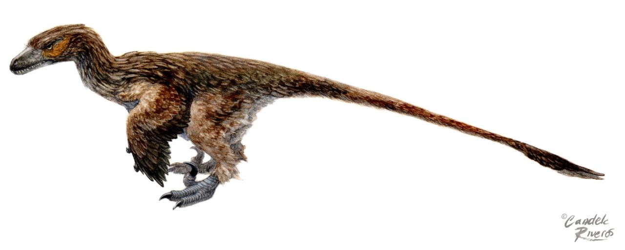 Dromaeosaurus con le piume