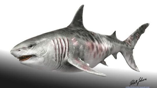 Megalodon