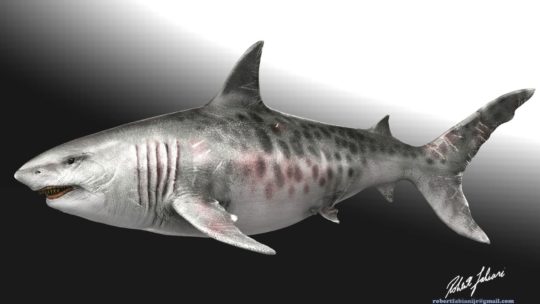 Megalodonte squalo preistorico