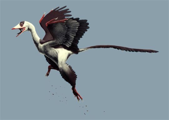 archaeopteryx